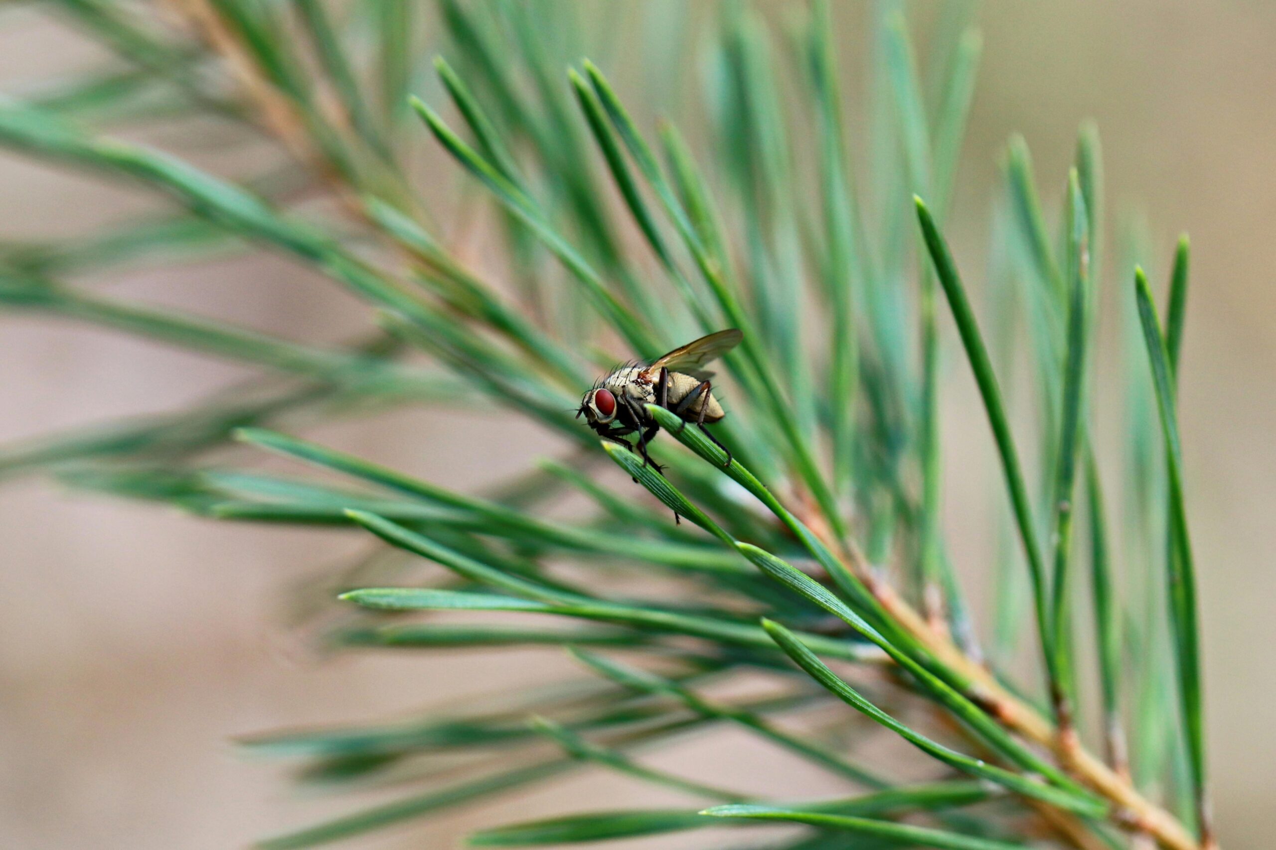 Macro shot of a fly perched on a green pine needle, showcasing intricate details.